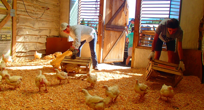 A group of people tend to chickens in a chicken coop while on a service project. 